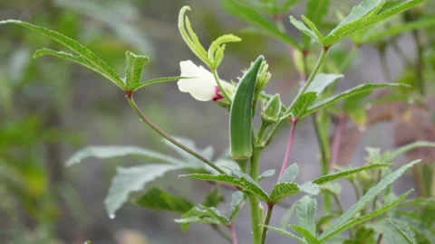 Developing okra pod and a flower Stock Footage 319930154