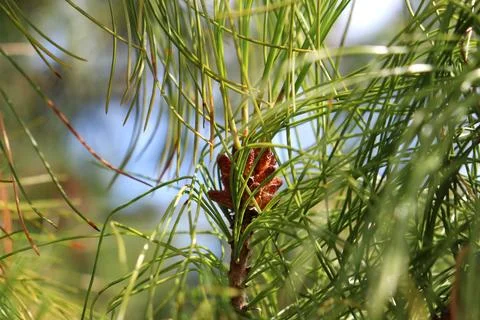 A developing pine cone on a cedar pine branch, visible through the needles .. Stock Photos