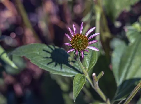Developing purple coneflower above a leaf with a flower shadow Stock Photos