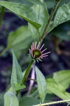 Developing Purple Coneflower Bud with Broad Green Leaves Stock Photos