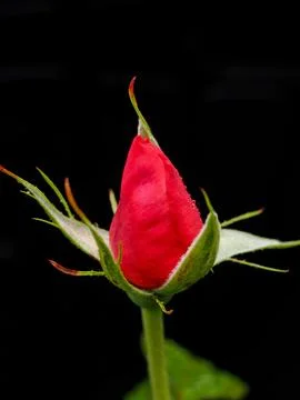 A developing red rose flower at the top of a new growth of stem seen isolated Stock Photos