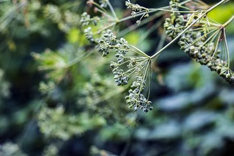 Developing Ribbed Fruits in a Poison Hemlock Umbel Stock Photos