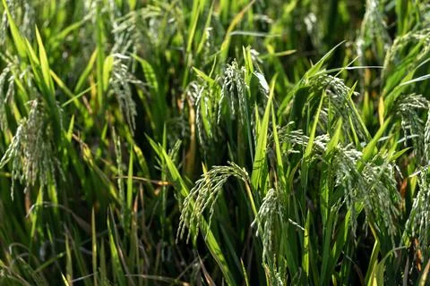 Developing Rice Panicles in Cultivated Bali Paddy Stock Photos