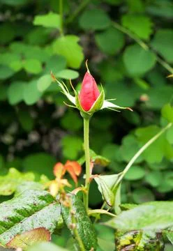A developing rose flower at the top of a new growth of stem Stock Photos