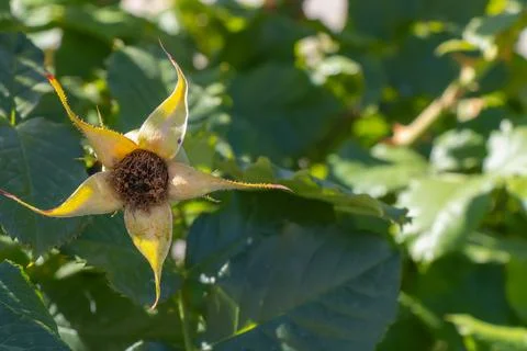 Developing rose hip with pointed sepals and dried stamens among green leave.. Stock Photos