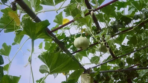 Developing round bottle gourd growing on an overhead trellis under bright s.. Stock Footage 346691844
