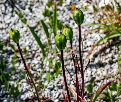 Developing Seed Capsules of Botanical Tulip in Botanical Garden Stock Photos