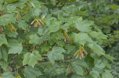 The developing seeds of the sycamore tree Stock Photos