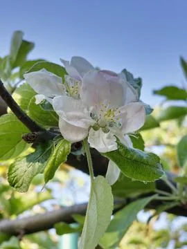 Developing Semerenko Apples After Flowering Stock Photos