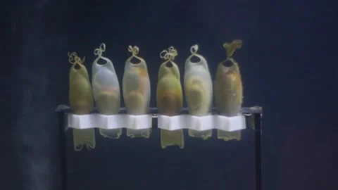 Developing shark embryos moving inside translucent egg cases Video stock 326825796