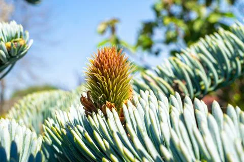 Developing small young cone of Blue Noble Fir Foto stock