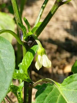 Developing Sweet Pepper Flower Bud on Capsicum annuum Plant Stock Photos