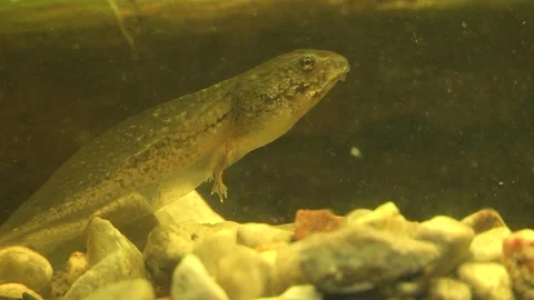 Developing Tadpole of Green Frog, underwater view, E USA 動画素材 265674124