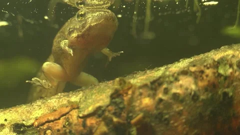 Developing Tadpole of Green Frog, underwater view, E USA 動画素材 265681896