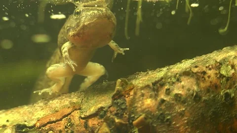 Developing Tadpole of Green Frog, underw... | Stock Video | Pond5