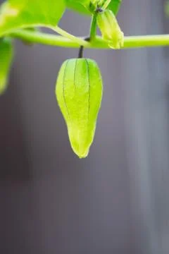 Developing Tomatillo Fruit Stock-Fotos