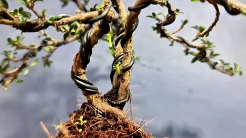 Developing Young Bonsai Tree in Training  Time Lapse Potentials for Growth Stock-Footage 332056960