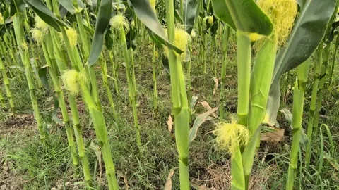 Developing Young Corn Ears With Silks Inside Weedy Agriculture Field Vidéo 338268594