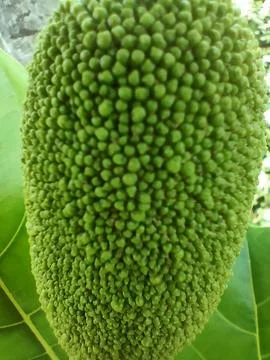 Developing Young Jackfruit Stock Photos