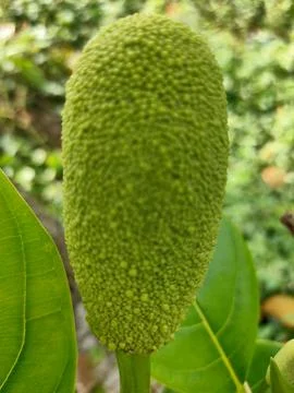 Developing Young Jackfruit Stock Photos