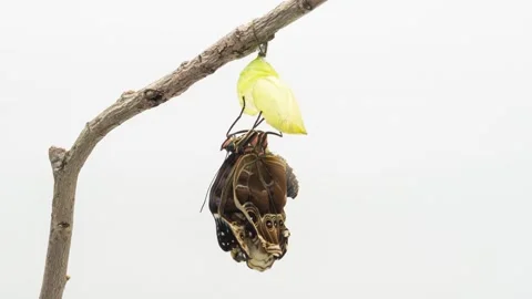 Development and transformation stages of Butterfly Morpho hatching out of pupa Stock Footage 239186205