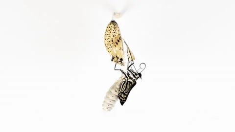 Development and transformation stages of Butterfly Idea Leuconoe hatching out of 스톡 동영상 239186393