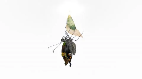 Development and transformation stages of Butterfly Papilio Palinurus hatching Stock Footage 239186484