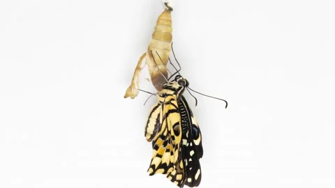 Development and transformation stages of Butterfly Papilio Demoleushatching out Stock Footage 239186532