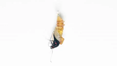 Development and transformation stages of Butterfly Troides hatching out of pupa Stock Footage 239187016
