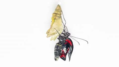 Development and transformation stages of Butterfly Papilio Rumanzovia hatching Stock Footage 239187248