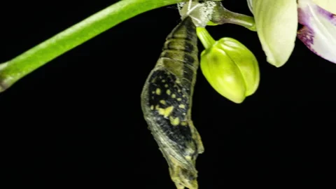 Development and transformation stages of lime Butterfly -Papilio demoleus - Stock Footage 143898690