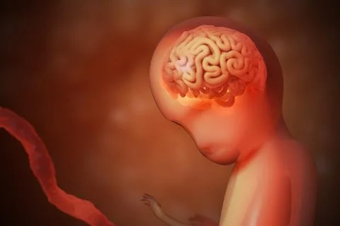 Development of brain of unborn baby. 3D rendered illustration. Stock Illustration