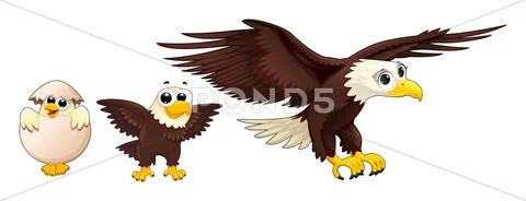 Development of the eagle in different ages Stock Illustration