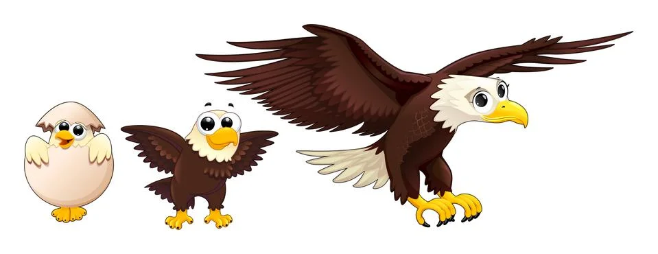 Development of the eagle in different ages Stock-Illustration