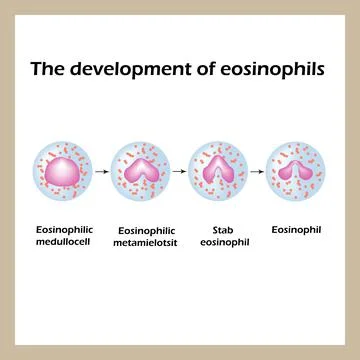 The development of eosinophils. Infographics. Vector illustration Stock Illustration