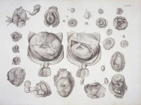 Development of the foetus Stock Illustration