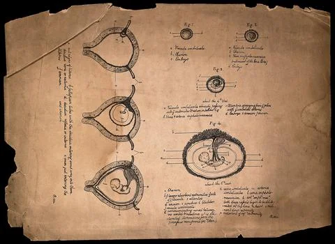 Development of the foetus in the uterus: seven figures, showing the embryo .. Stock Illustration