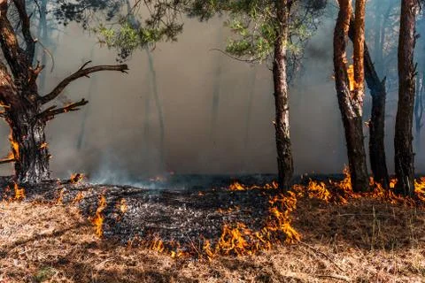 Development of forest fire. Flame is starting damage of trunk Stockfoto's