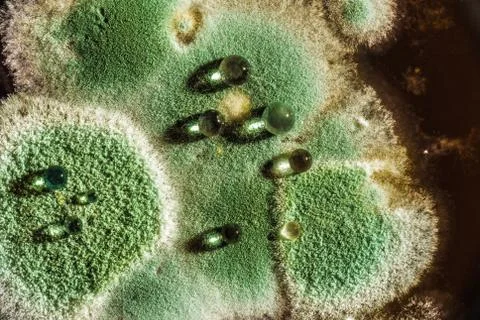 Development of green mold on an organic basis, abstract background Stock Photos