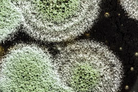 Development of green mold on an organic basis, abstract background Stock Photos