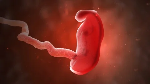 Development of human embryo or fetus inside womb. Stock Footage