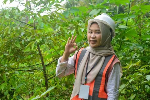 Development of image analysis data for fertilization of durian montong plan.. Stock Photos