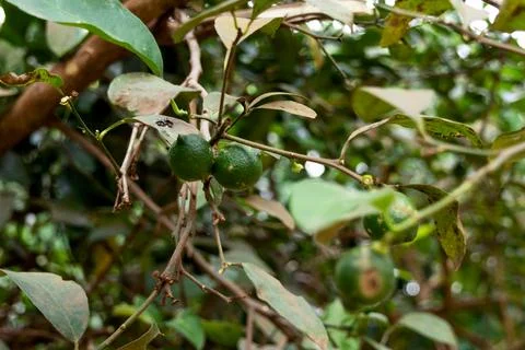 Development of lemons Stock-Fotos