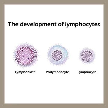 Development of lymphocytes. Infographics. Vector illustration Stock Illustration