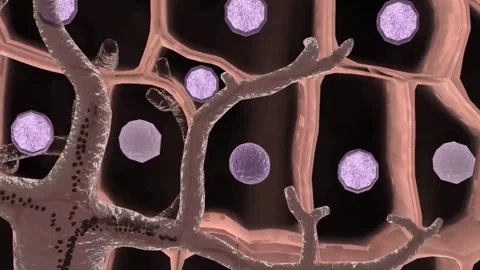 Development of melanosome through melanocytes Stock Footage 270432552