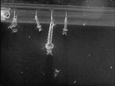 The development of mosquitos from the pupa to the mating stage. Stock Footage 83222961