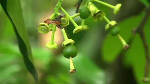 Development of the pamela germ Vidéo 54747228