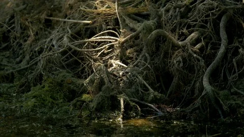 Development of the roots in all the directions Stock Footage 73888107