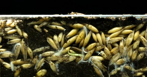 The development of roots and their growth from oat grains and the growth of Stock Footage 124965741