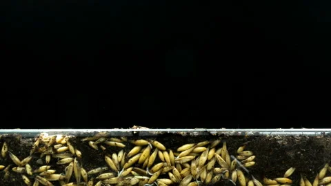 The development of roots and their growth from oat grains and the growth of Stock Footage 124965967